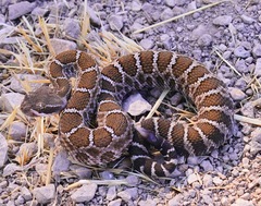 Crotalus oreganus oreganus