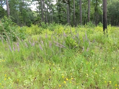 Liatris pycnostachya