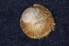 Sigapatella novaezelandiae