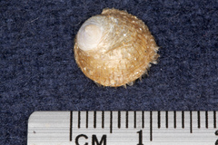 Sigapatella novaezelandiae