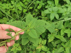Amaranthus viridis