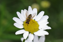 Syrphus opinator