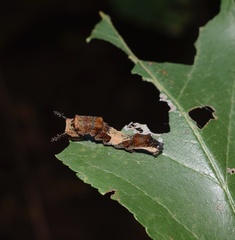Limenitis arthemis astyanax