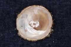 Sigapatella novaezelandiae