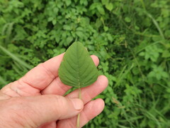 Amaranthus viridis