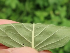 Amaranthus viridis
