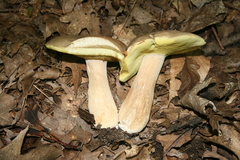 Boletus variipes