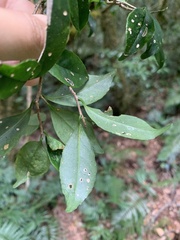 Symplocos macrostroma