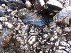 Pollicipes polymerus