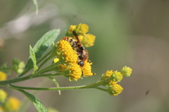 Xanthocampsomeris limosa
