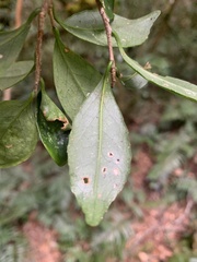 Symplocos macrostroma