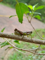 Melanoplinae