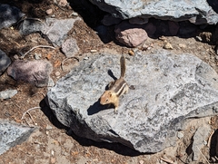 Callospermophilus lateralis