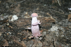 Laccaria ochropurpurea