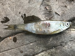 Notemigonus crysoleucas