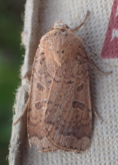 Abagrotis alternata