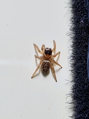 Maratus griseus