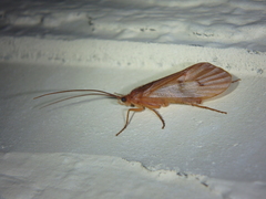 Limnephilidae