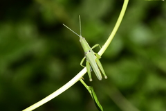 Pyrgomorphidae