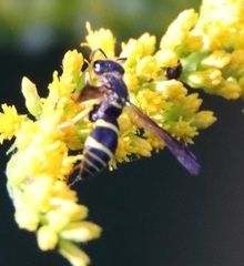 Ancistrocerus adiabatus