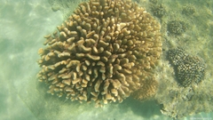 Pocillopora