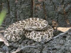 Crotalus aquilus