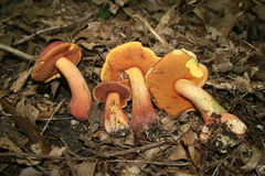 Boletus rubroflammeus