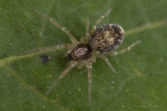 Dictynidae
