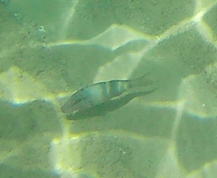 Parupeneus multifasciatus