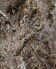 Bolivaria brachyptera