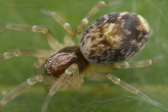 Dictynidae