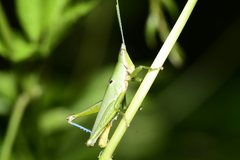 Pyrgomorphidae