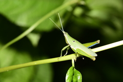 Pyrgomorphidae