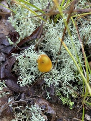 Hygrocybe acutoconica