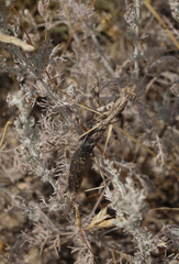 Bolivaria brachyptera