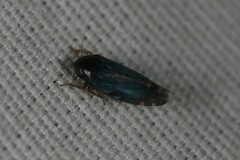 Xestocephalus brunneus