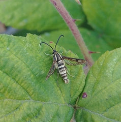 Sesiidae