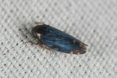 Xestocephalus brunneus