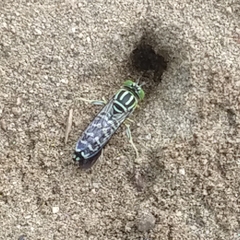 Stictia signata