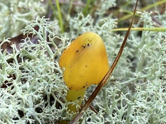 Hygrocybe acutoconica