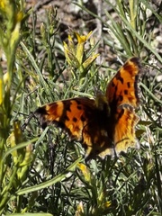 Polygonia gracilis
