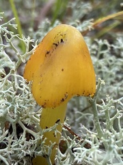 Hygrocybe acutoconica