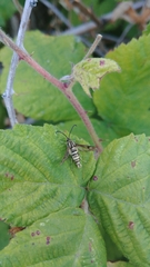Sesiidae