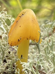 Hygrocybe acutoconica