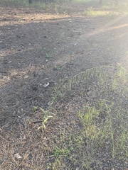 Pennellia longifolia