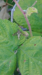 Sesiidae