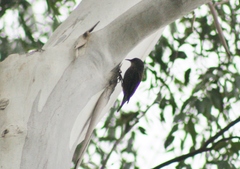 Climacteris erythrops