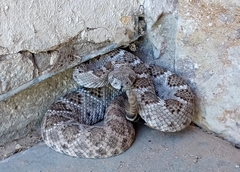 Crotalus atrox