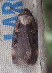 Pseudohermonassa bicarnea