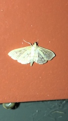 Herpetogramma aquilonalis